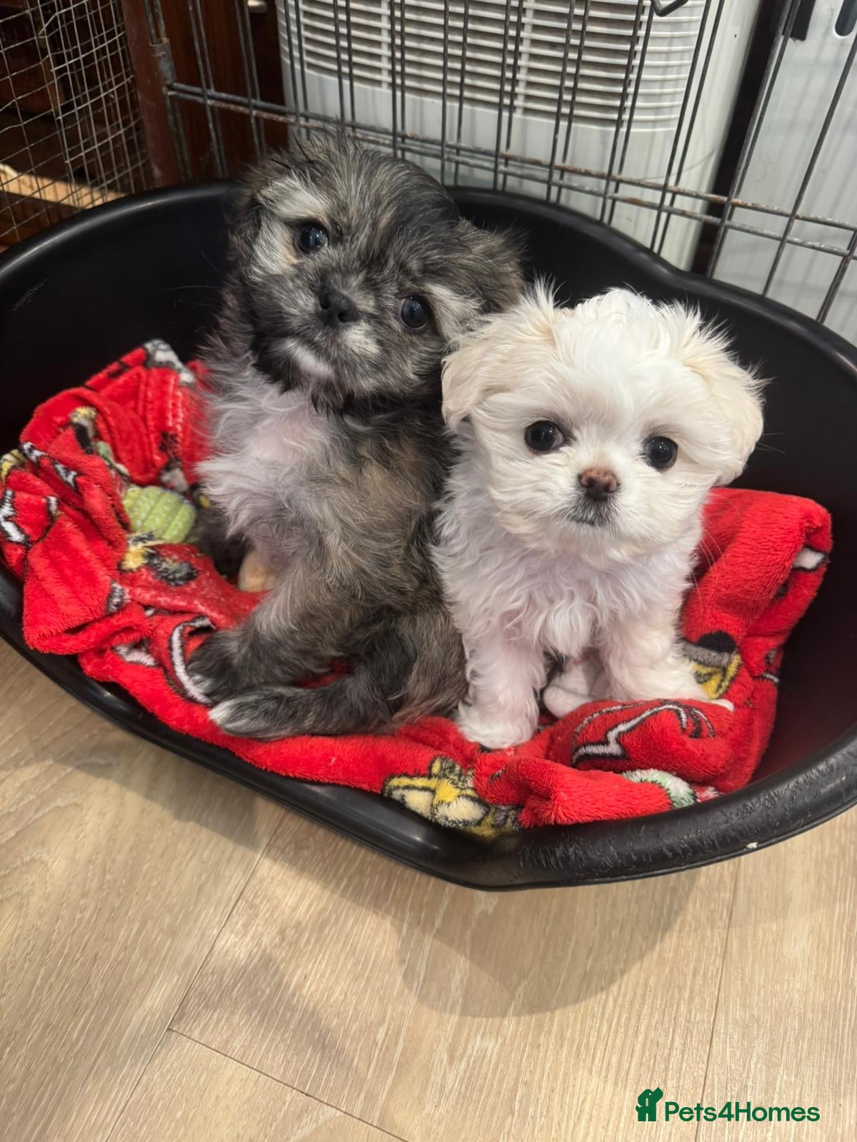 Mixed Breed dogs Beautiful shi-chis just a lovely little girl left  - Advert 2