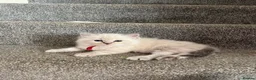 Ragdoll cats for sale: TICA registered pedigree Ragdoll kittens - Advert 13
