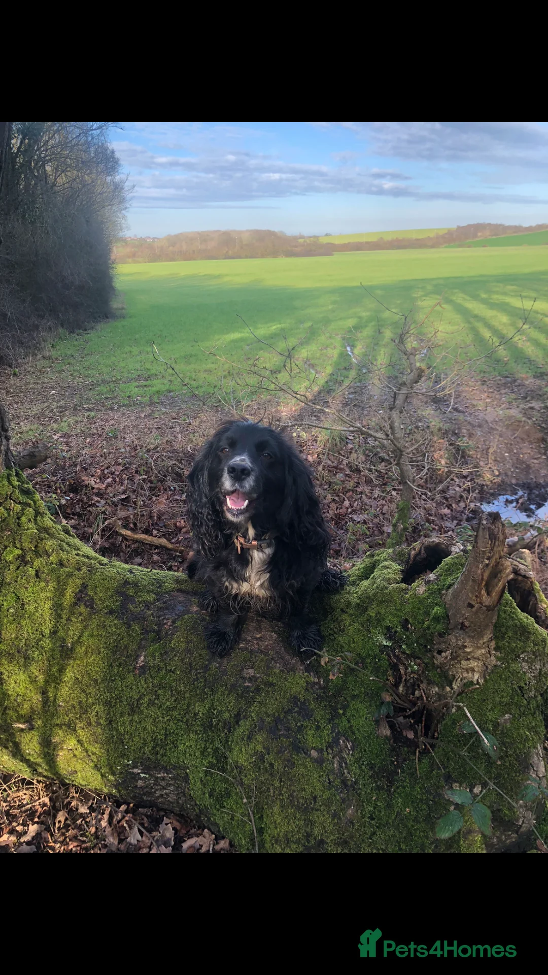 Cocker Spaniel dogs for sale: Beautiful Cocker spaniel puppies  - Advert 13