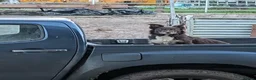 Border Collie dogs for sale: Isds registered border collie pups  - Advert 20