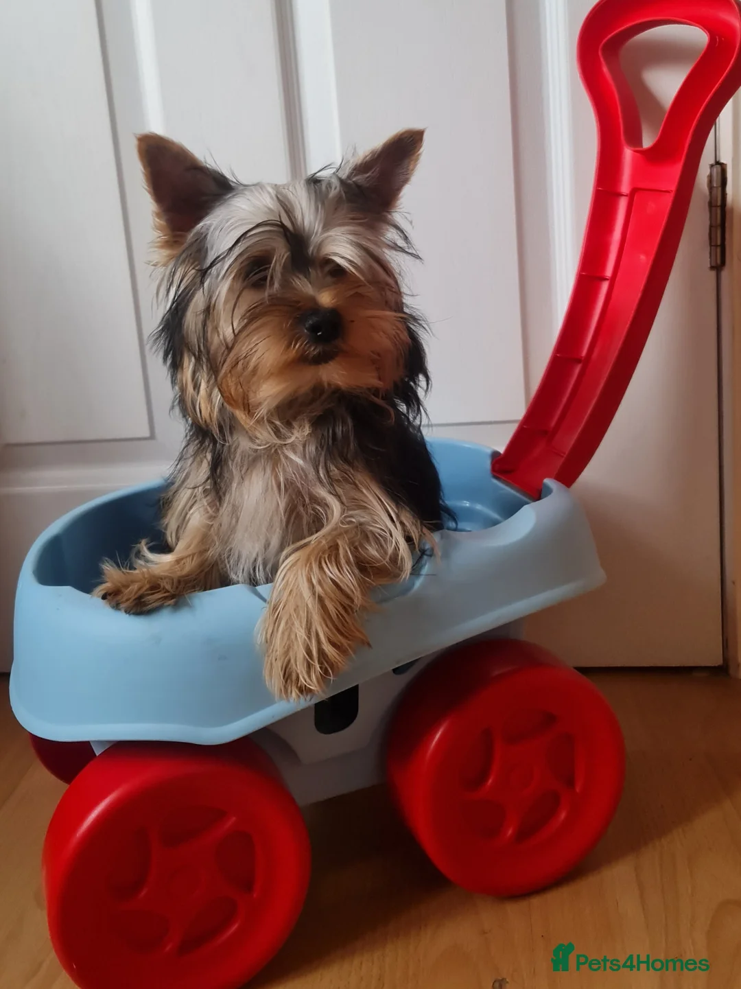 Yorkshire Terrier dogs for sale: Purebreed Yorkshire Terrier - Advert 2