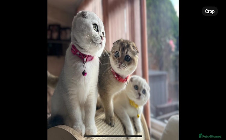 Scottish Fold cats - Advert 13