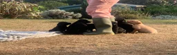 Labrador Retriever dogs for sale: KC REG Labradors, Great pups For sale  - Advert 6