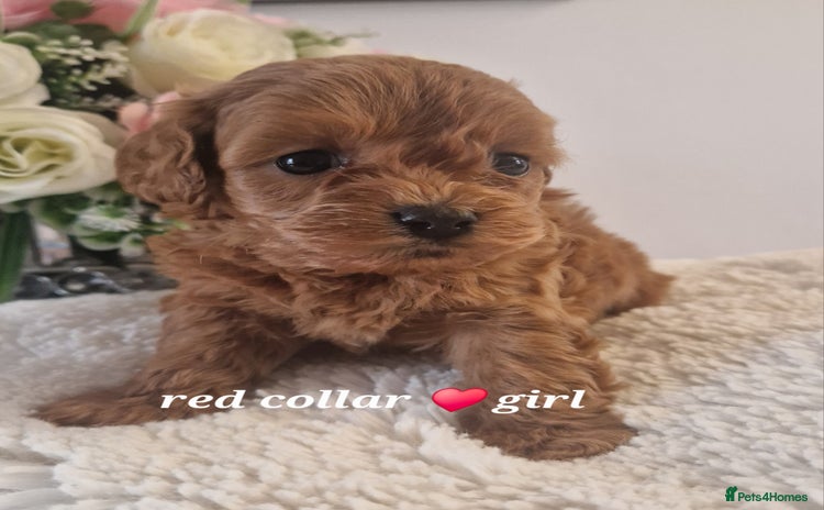 Cavachon dogs - Advert 1