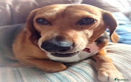 Mixed Breed dogs for adoption: Jojo handsome Beagle cross  - Image 4