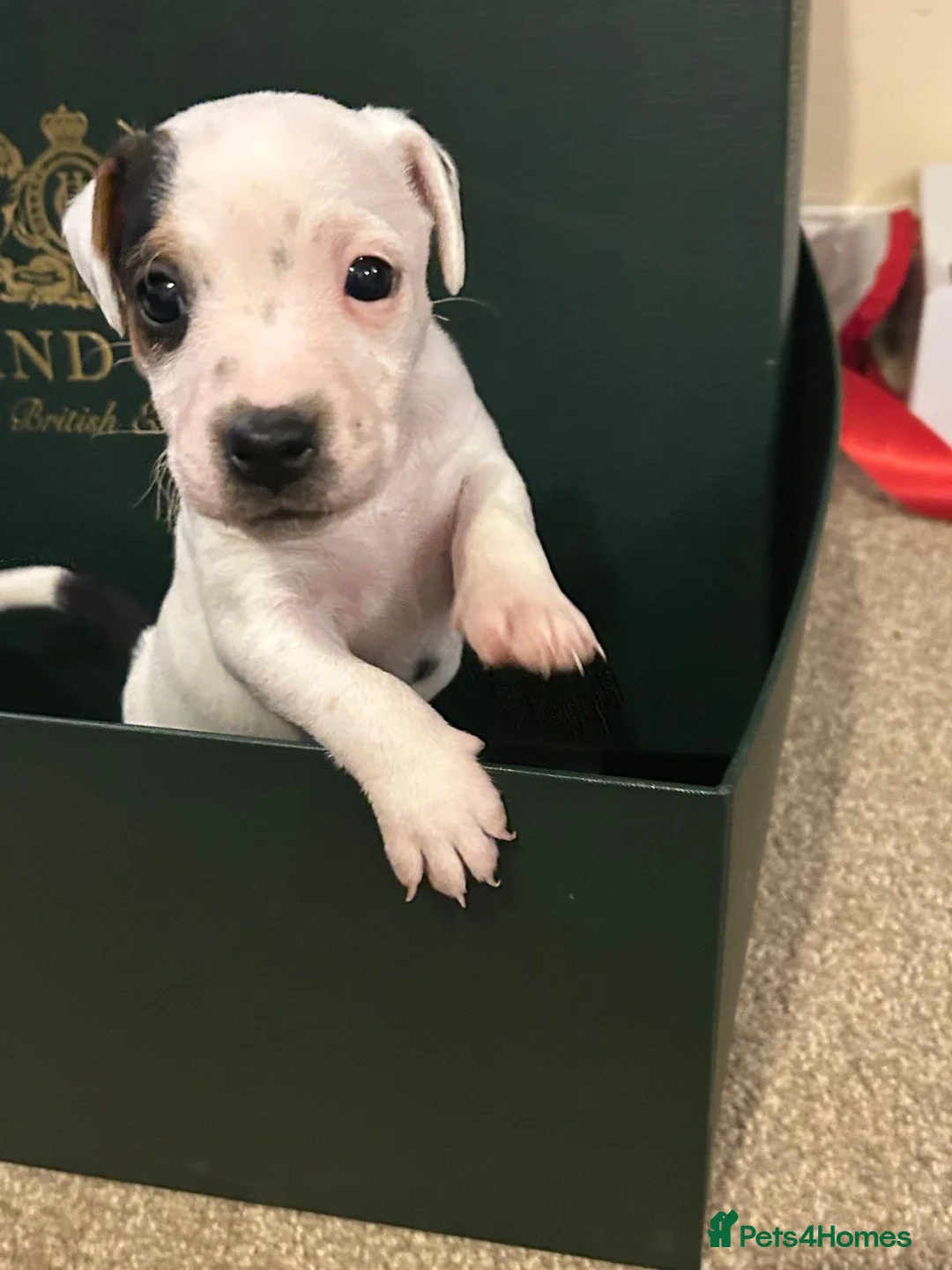 Parson Russell dogs for sale: Beautiful litter of Parson Russell rascals  - Advert 6