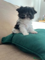 Mixed Breed dogs Shih Apso - Advert 1