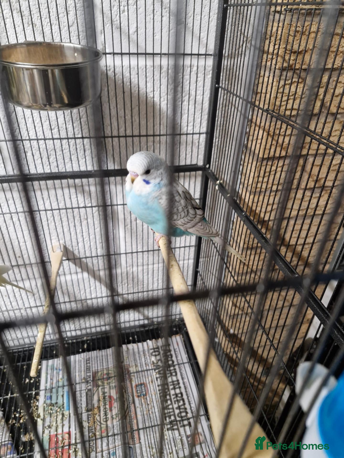 Budgerigars birds for sale: Baby budgies - Advert 5