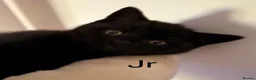 British Shorthair cats for sale: Gorgeous black BSH kittens available.  - Advert 24