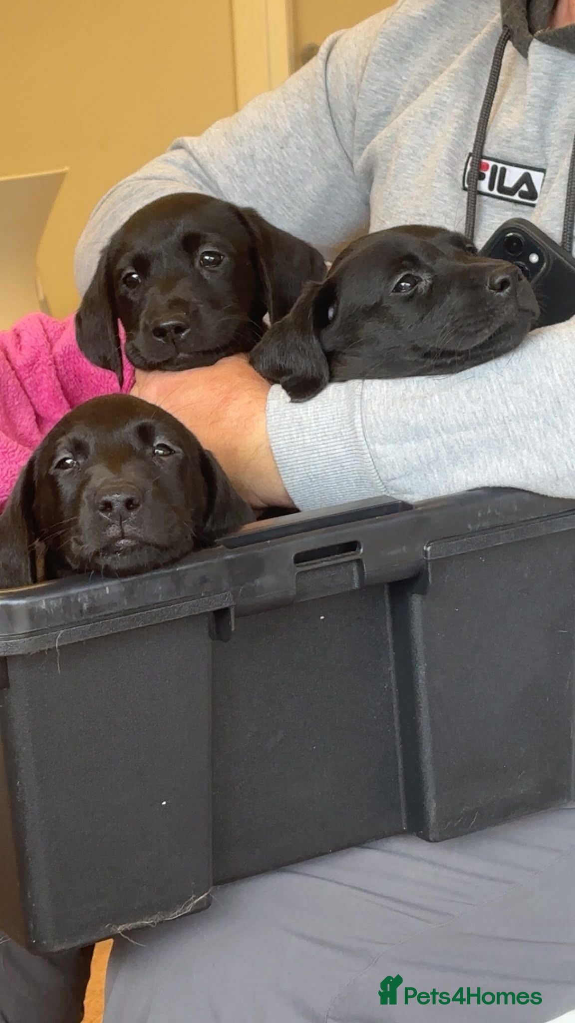 Labrador Retriever dogs Fully jet black Labrador pups for sale - Advert 2