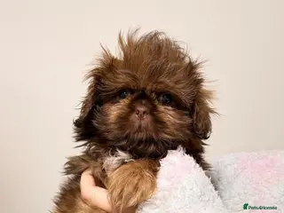 Shih Tzu dogs Chocolate imperial shihtzu puppies READY NOW - Advert 12