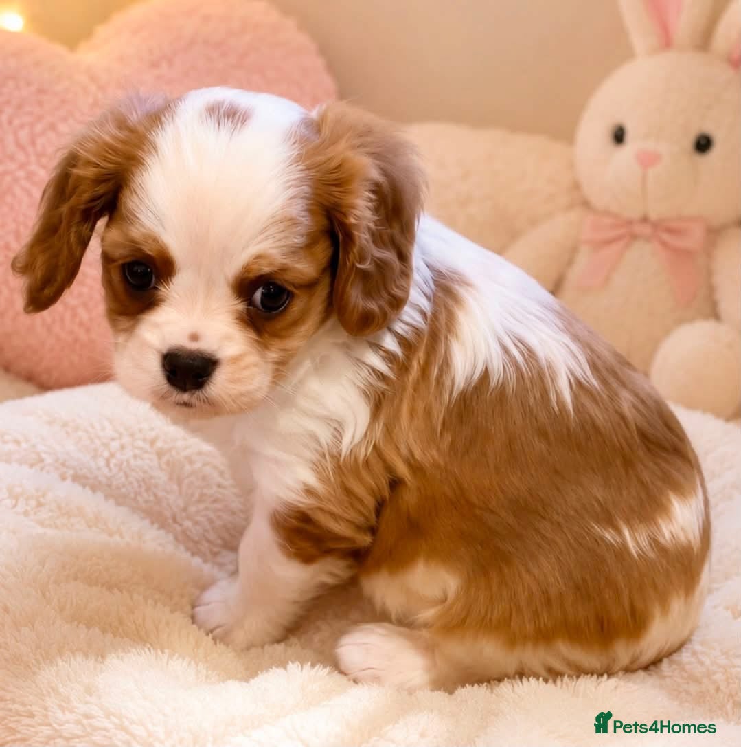 Cavalier King Charles Spaniel dogs Beautiful Cavalier King Charles Spaniel Puppies  - Advert 10