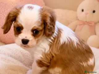 Cavalier King Charles Spaniel dogs Beautiful Cavalier King Charles Spaniel Puppies - Advert 10