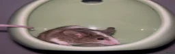 Mouse rodents for sale: Female mice ready to leave in Rochester - Advert 4