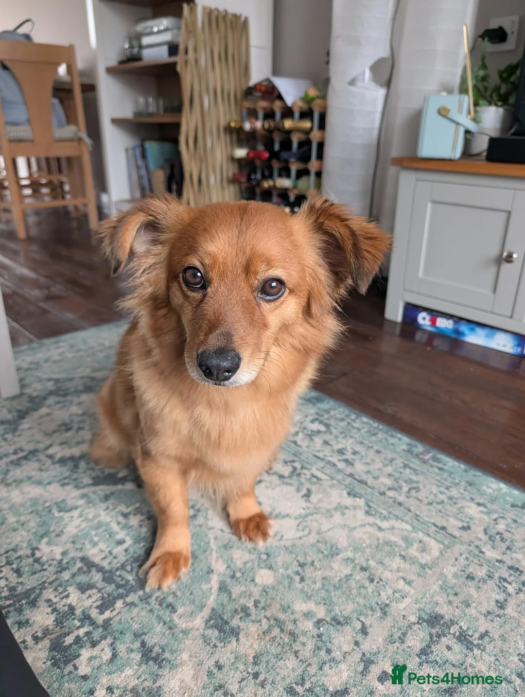 Mixed Breed dogs for adoption: Sweet Roka Needs LoVE - Advert 3