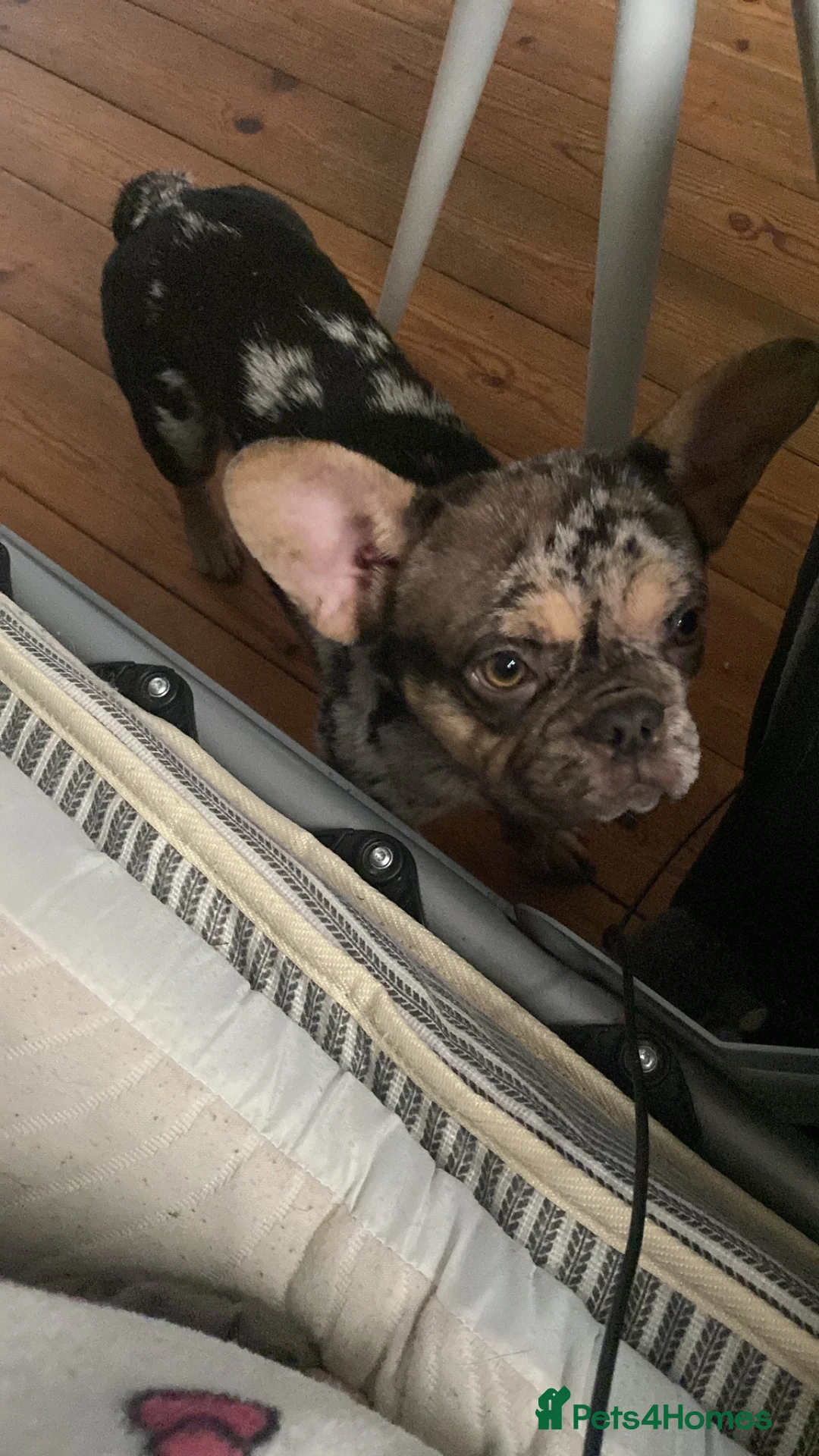 French Bulldog dogs for sale: Beautiful French Bull Dog Puppies in Stevenage - Advert 6