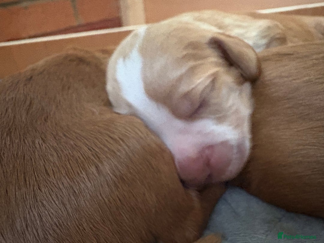 Cocker Spaniel dogs for sale: Cocker Spaniel Puppies  - Image 30