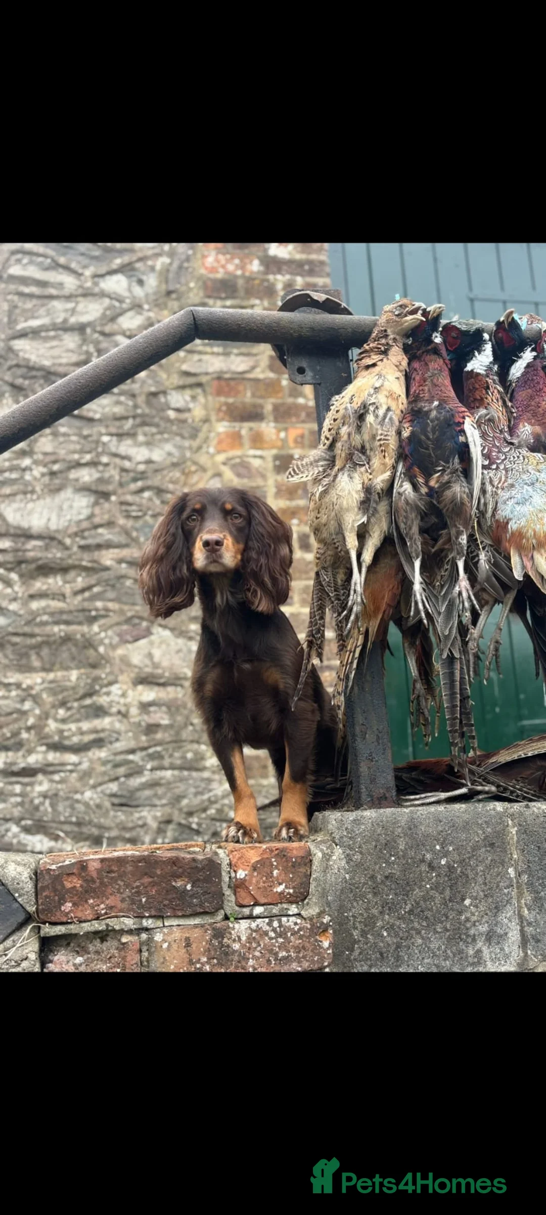 Cocker Spaniel dogs for sale: KC registered working cocker spaniel puppies - Advert 4