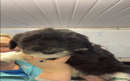 Mixed Breed dogs for sale: Bearded Collie cross Miniature Poodle Puppies - Image 4