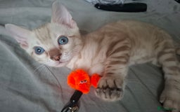 Bengal cats for sale: STUNNING PEDIGREE BENGAL KITTENS  - Image 1
