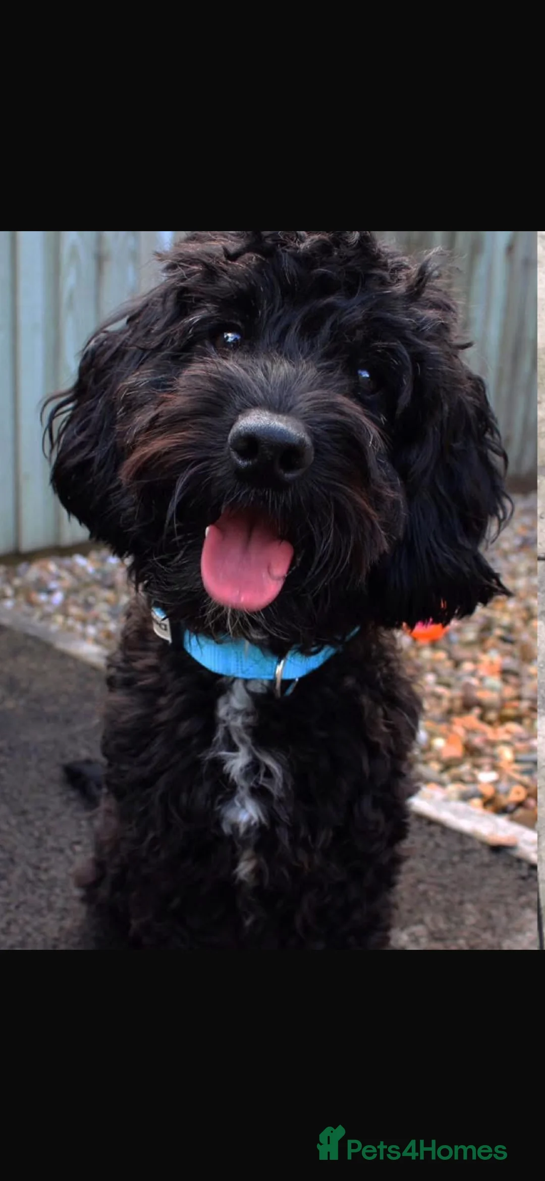 Sproodle dogs for sale: Gorgeous Black F1b miniature Sproodle - Advert 7