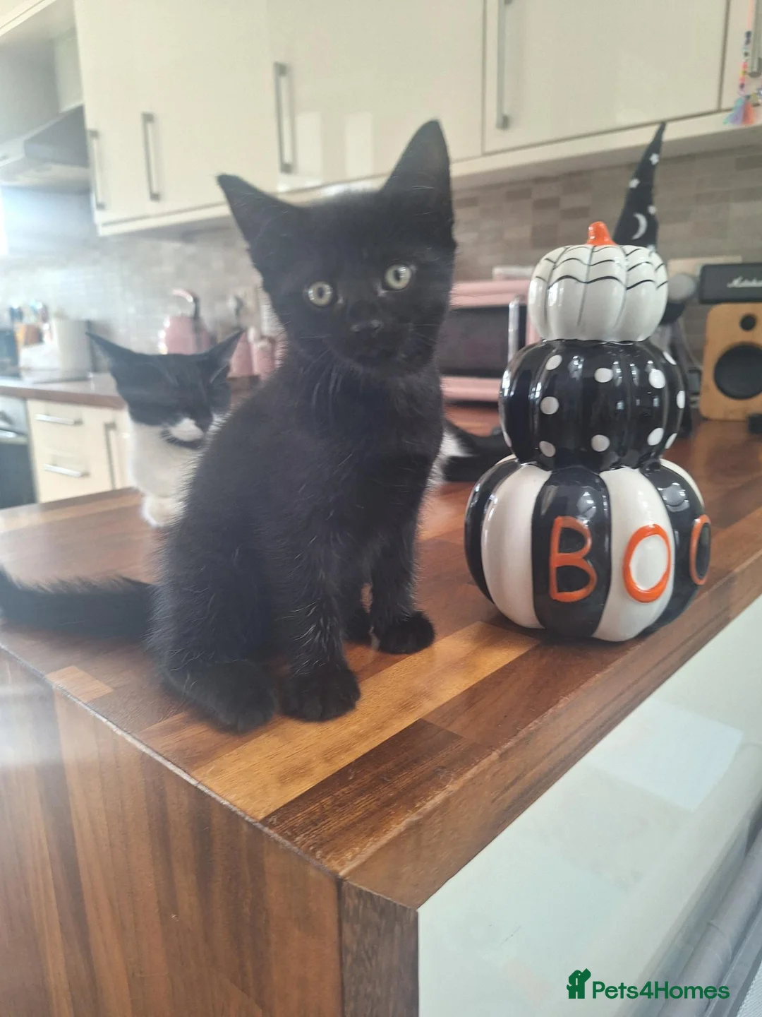 Mixed Breed cats for sale: 8wk old kittens  - Advert 2