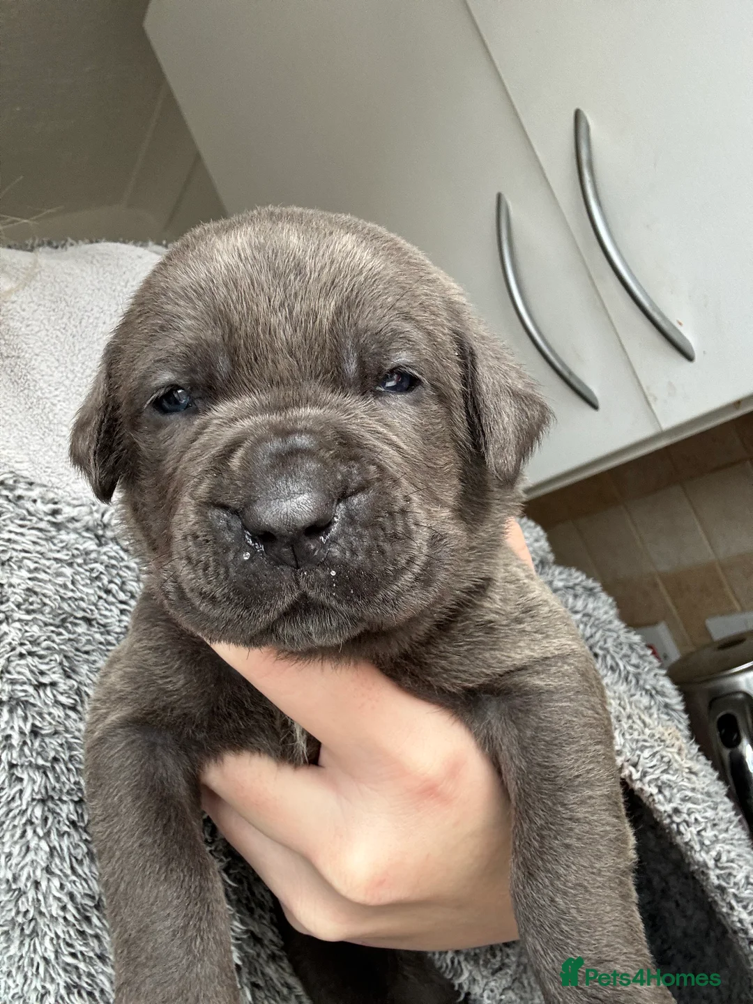 Cane Corso dogs for sale: Cane corso puppies - Advert 13