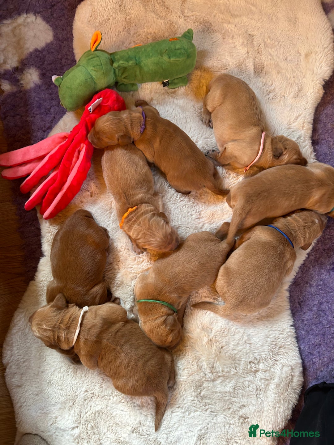 Golden Retriever dogs for sale: Lovely Litter 🐶 KC registered🐶health tested  - Advert 2