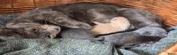 Mixed Breed cats for sale: Kittens - Advert 4