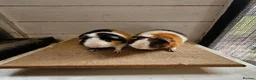Guinea Pig rodents for sale: Teddy boars & sows  in Wotton-under-Edge - Advert 1