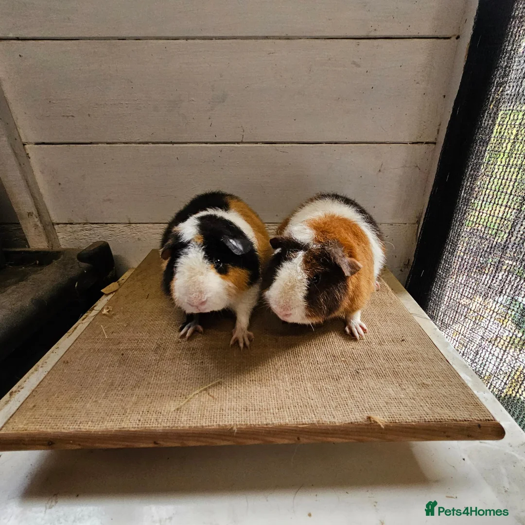 Guinea Pig rodents for sale: Teddy boars & sows  in Wotton-under-Edge - Advert 1