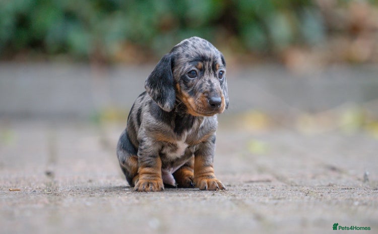 Miniature Dachshund dogs - Advert 1
