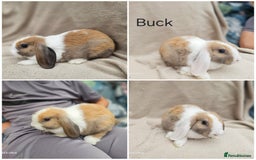 Mini Lop rabbits for sale: Stunning baby bunny 🐰  - Image 2