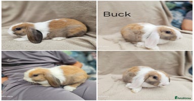 Mini Lop rabbits - Advert 6
