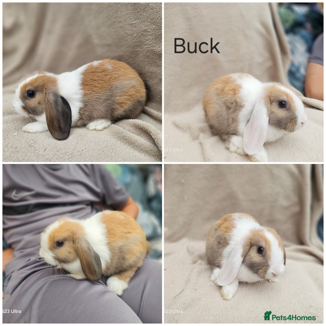 Mini Lop rabbits for sale: Stunning baby bunny 🐰  - Image 2