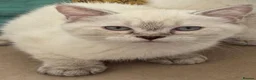 British Shorthair cats for sale: Gorgeous white British shorthair kittens 🐾 - Advert 14