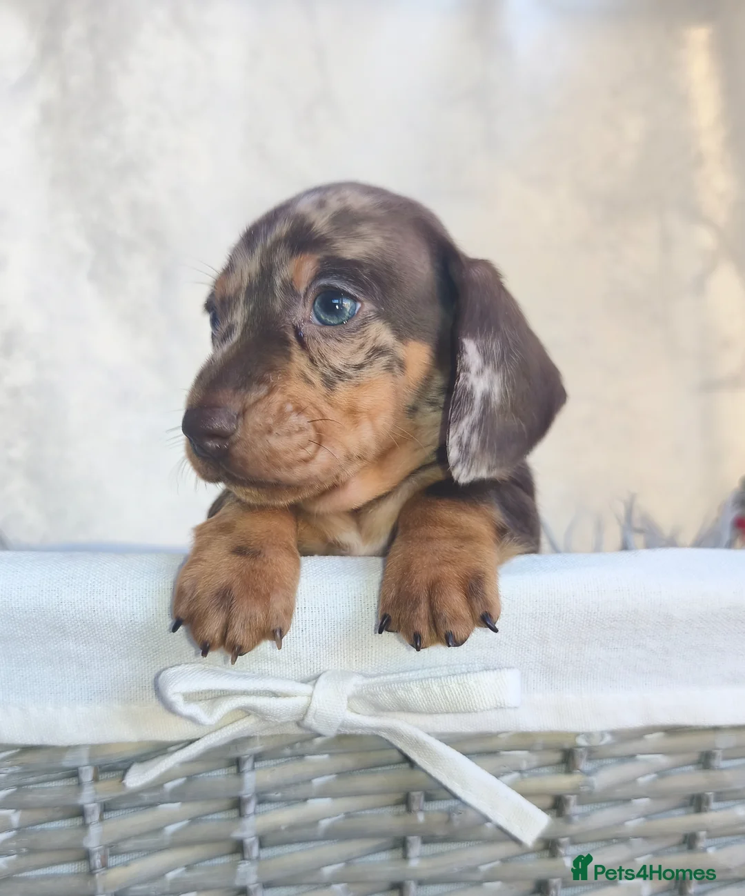 Miniature Dachshund dogs for sale: Super small miniature dachshund kc - Advert 1