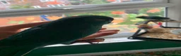 Parakeets birds for sale: Hand Reared Baby Kakarikis  - Advert 11