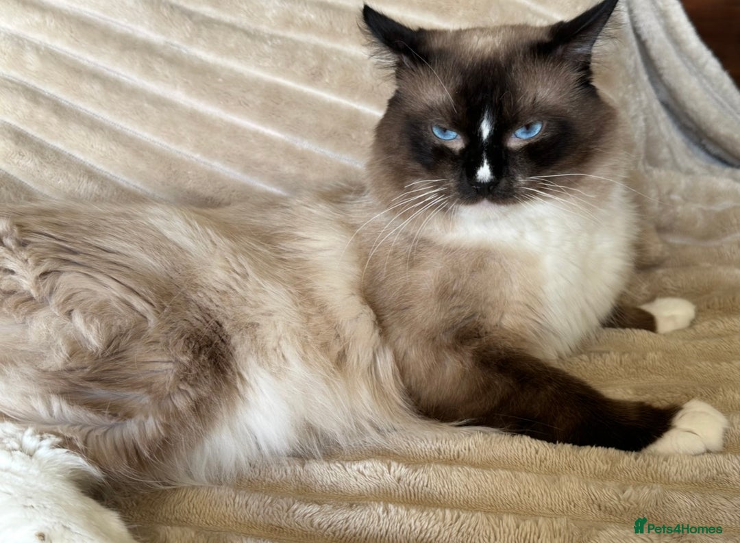 Ragdoll cats for sale: Radoll Boy Proven Stud for sale - Image 3