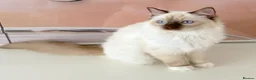 Ragdoll cats for sale: GCCF ACTIVE (FOR BREEDING) SEAL POINT MITTED GIRL - Advert 16