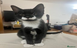 Mixed Breed cats for sale: Male tuxedo kitten - Image 2