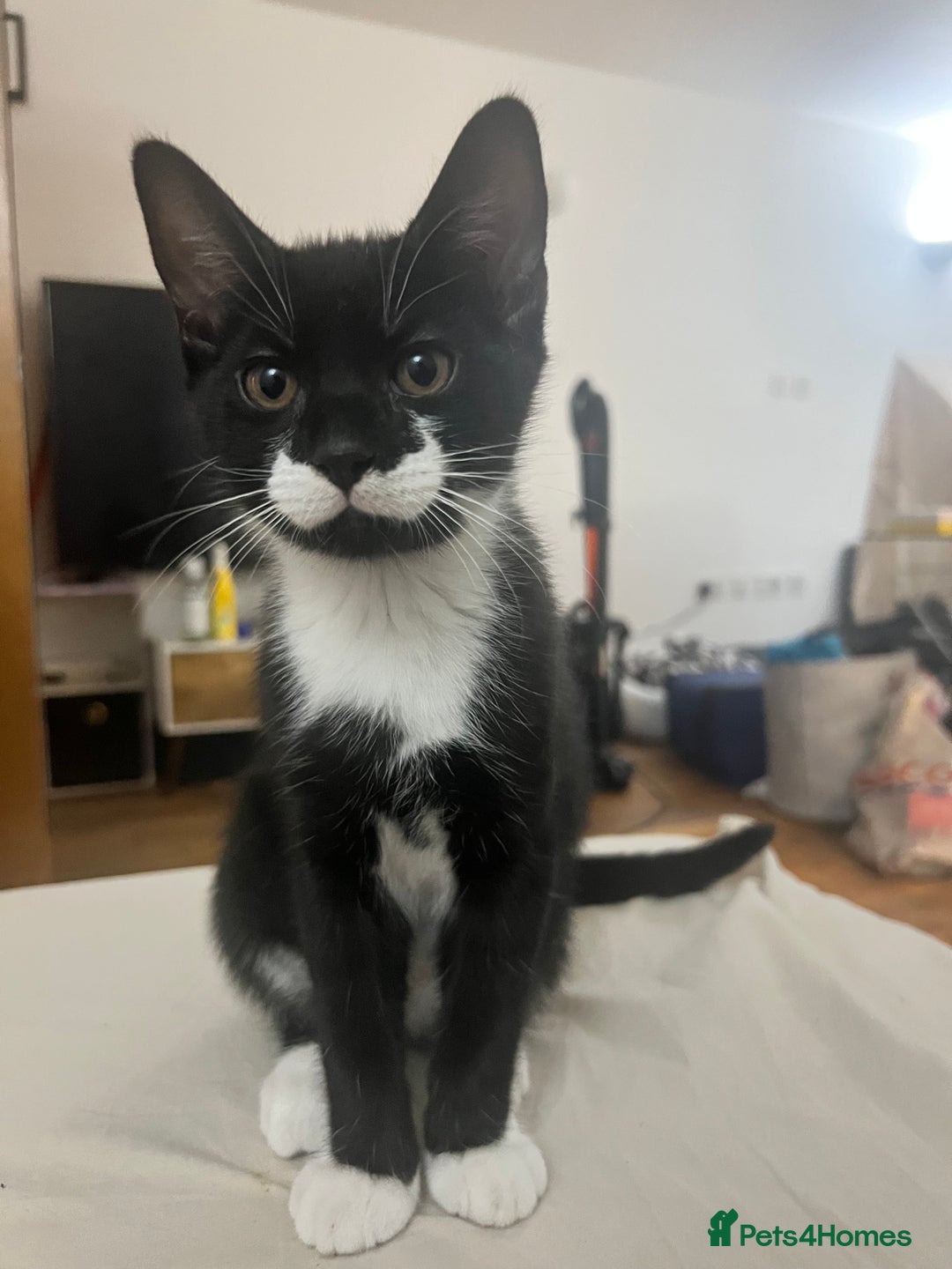 Mixed Breed cats for sale: Male tuxedo kitten - Image 2