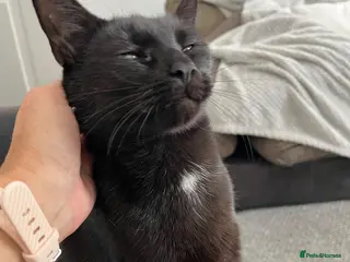 Mixed Breed cats Stunning Black boy looking for his forever home - Advert 1