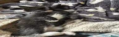 Mixed Breed 2