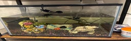 Rainbow Fish fish for sale: Full tank all equipment 3 Guppies 1 shrimp - Advert 1