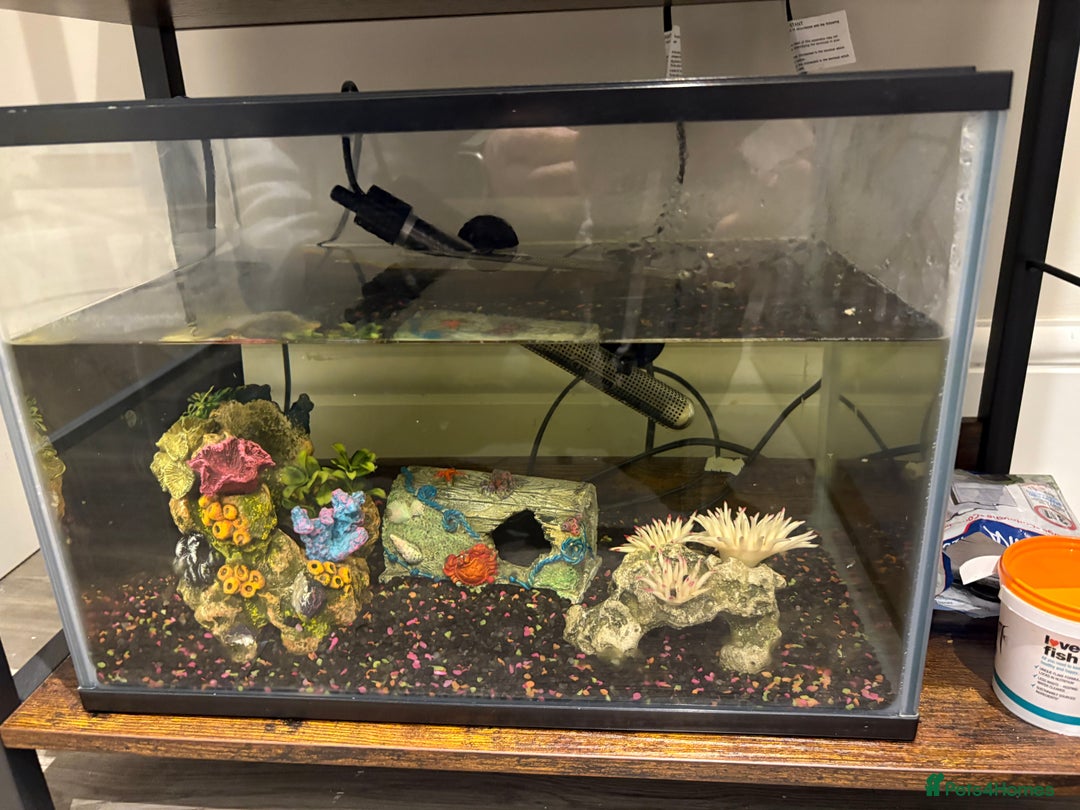 Rainbow Fish fish for sale: Full tank all equipment 3 Guppies 1 shrimp - Advert 1