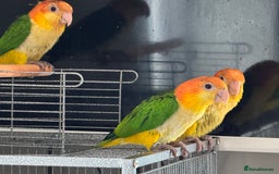 Parrots birds for sale: Yellow thighed caiques - hand reared - Image 2