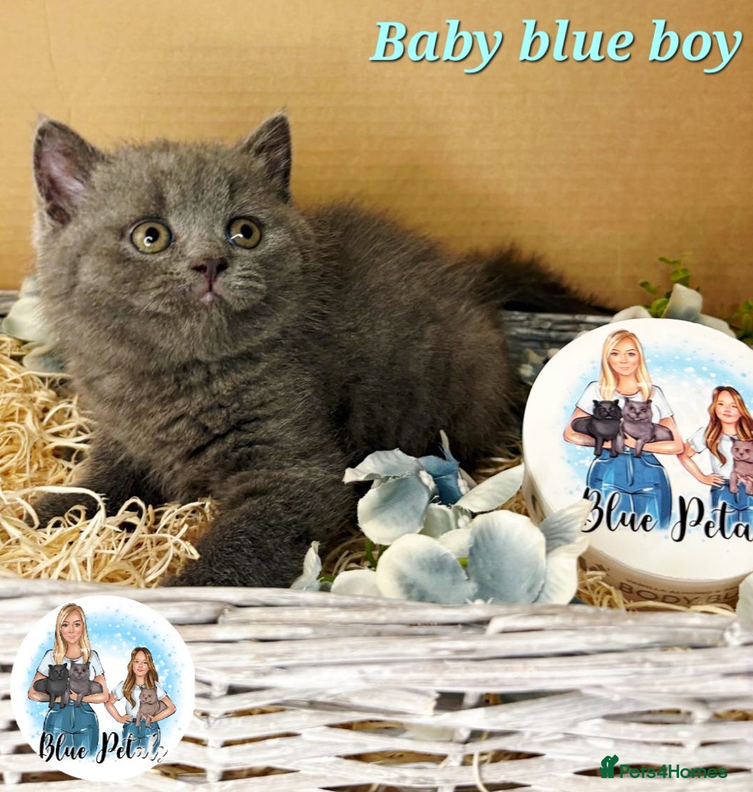 British Shorthair cats for sale: 4 beautiful British short hairs available  - Advert 8