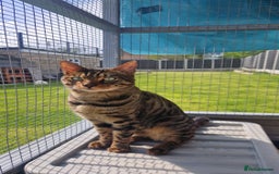 Bengal cats for sale: BEAUTIFUL BROWN BENGAL FOR REHOME  - Image 6