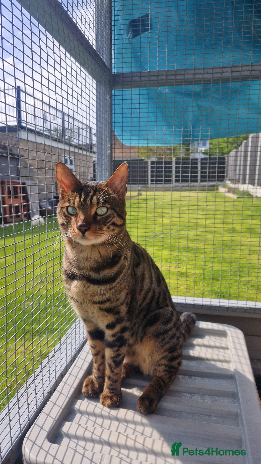 Bengal cats for sale: BEAUTIFUL BROWN BENGAL FOR REHOME  - Image 6